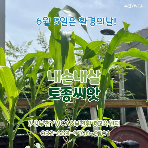 내손내살 토종씨앗
